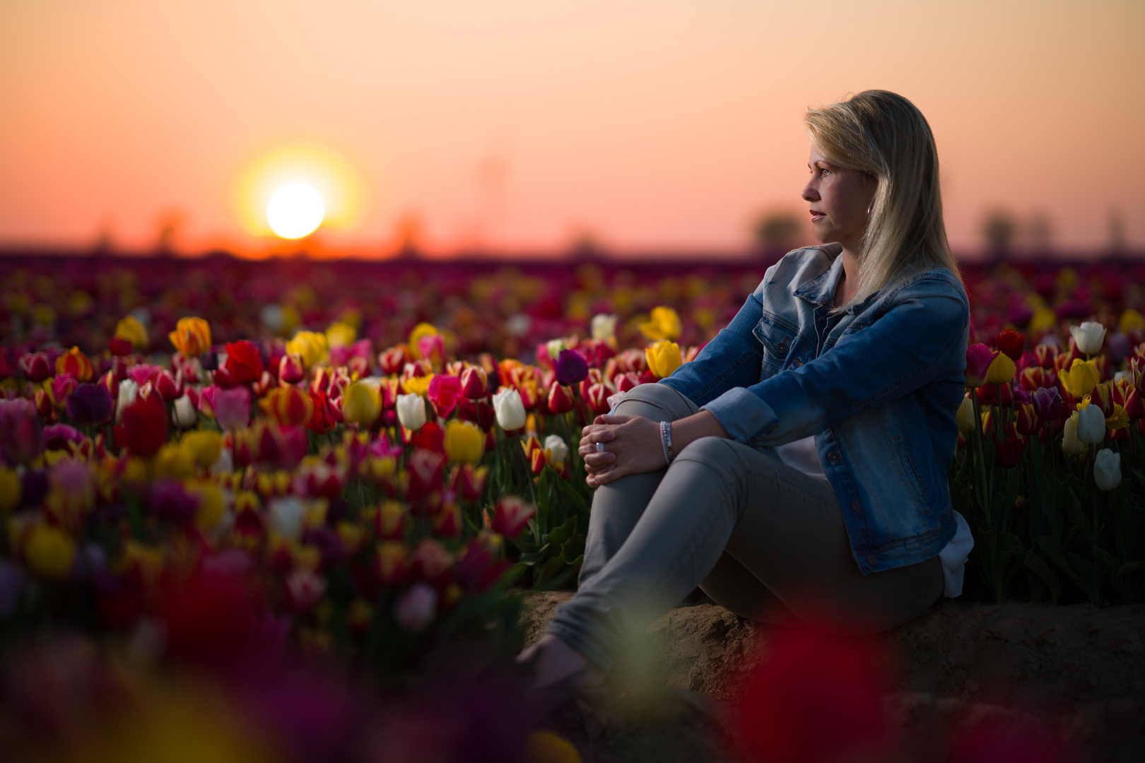 Tulpen in der Abendsonne 