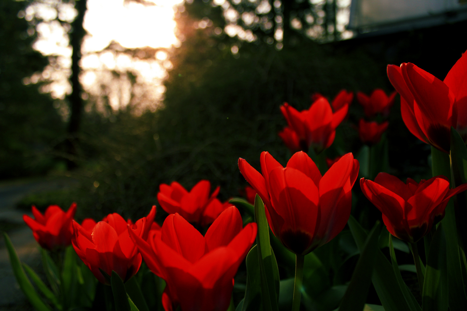 Tulpen in der Abendsonne