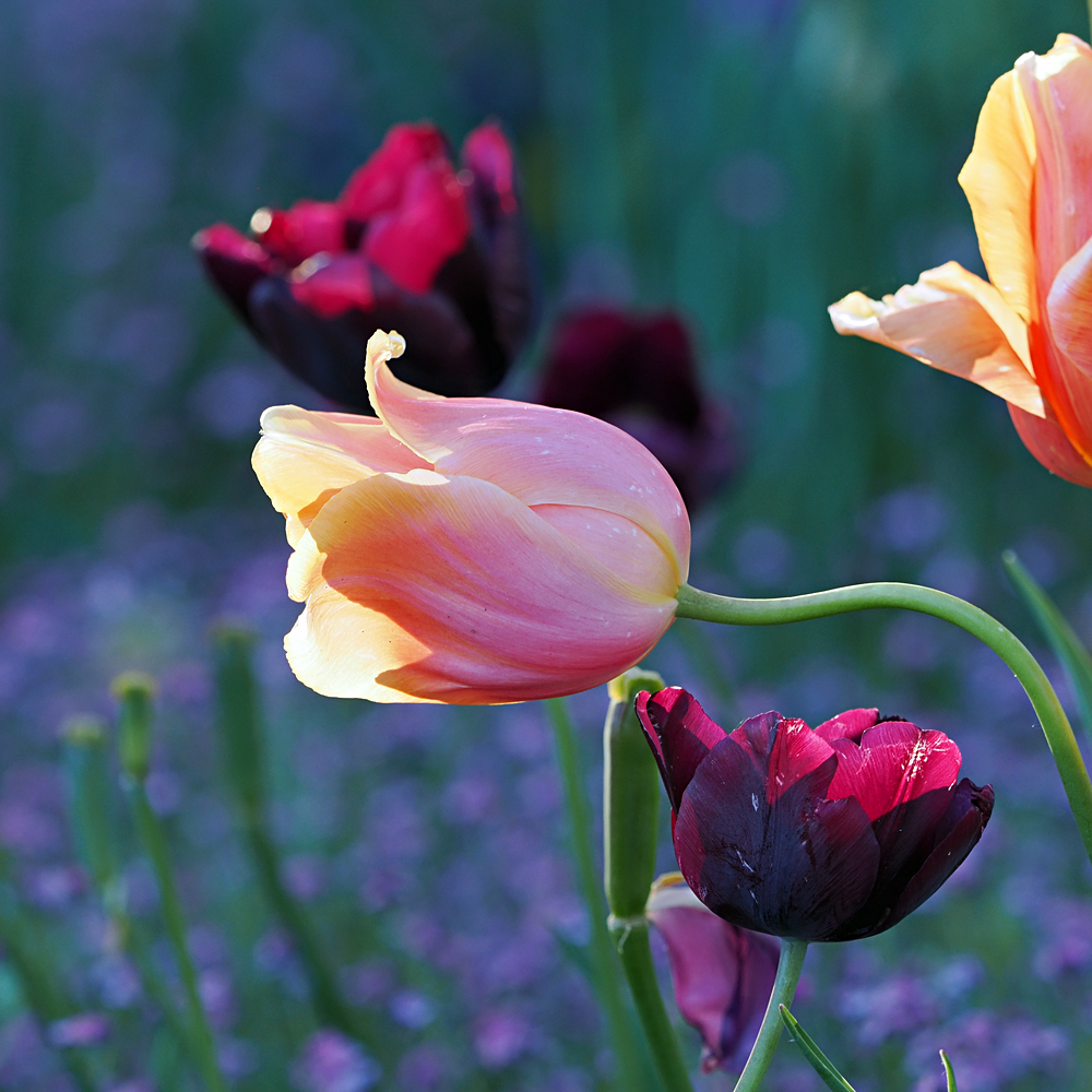 Tulpen, in der Abendsonne...