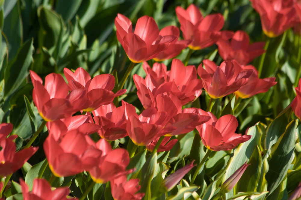 Tulpen in der Buga Berlin