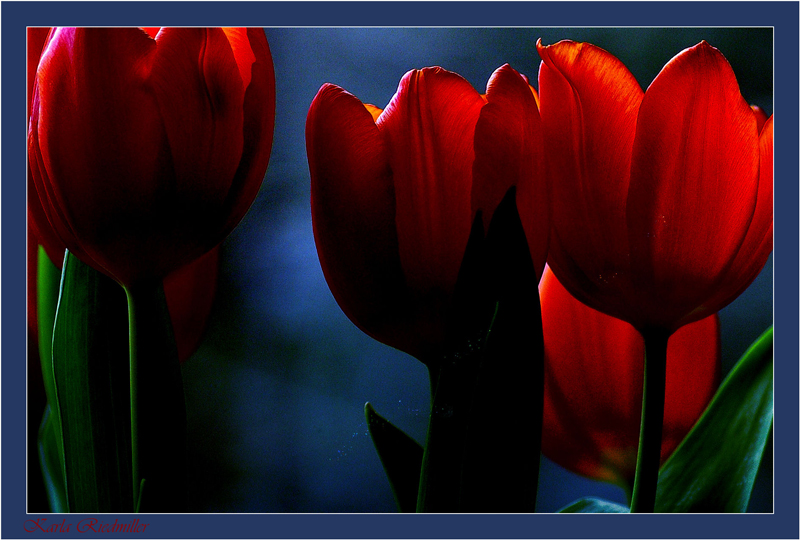 ... Tulpen in der Dämmerung ................