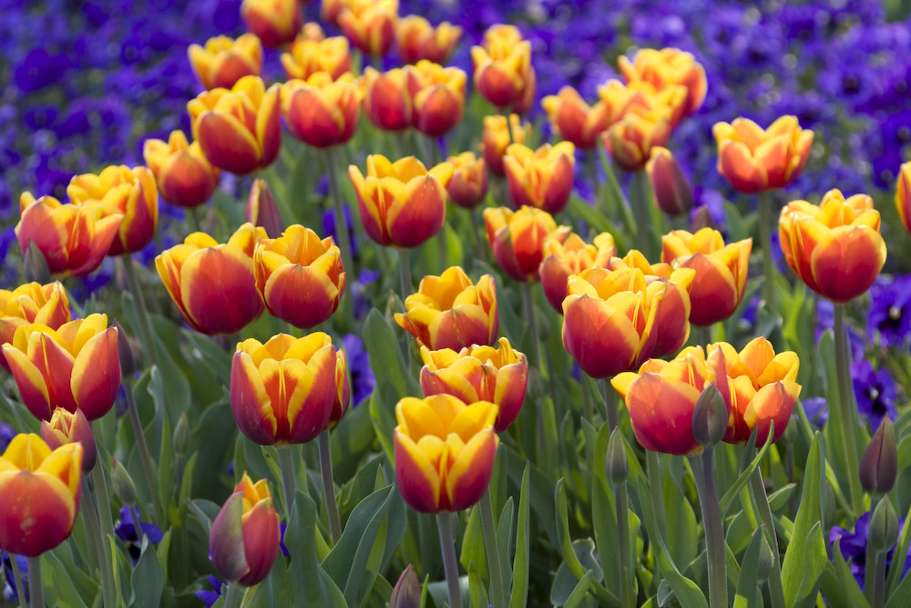 Tulpen in der Flora