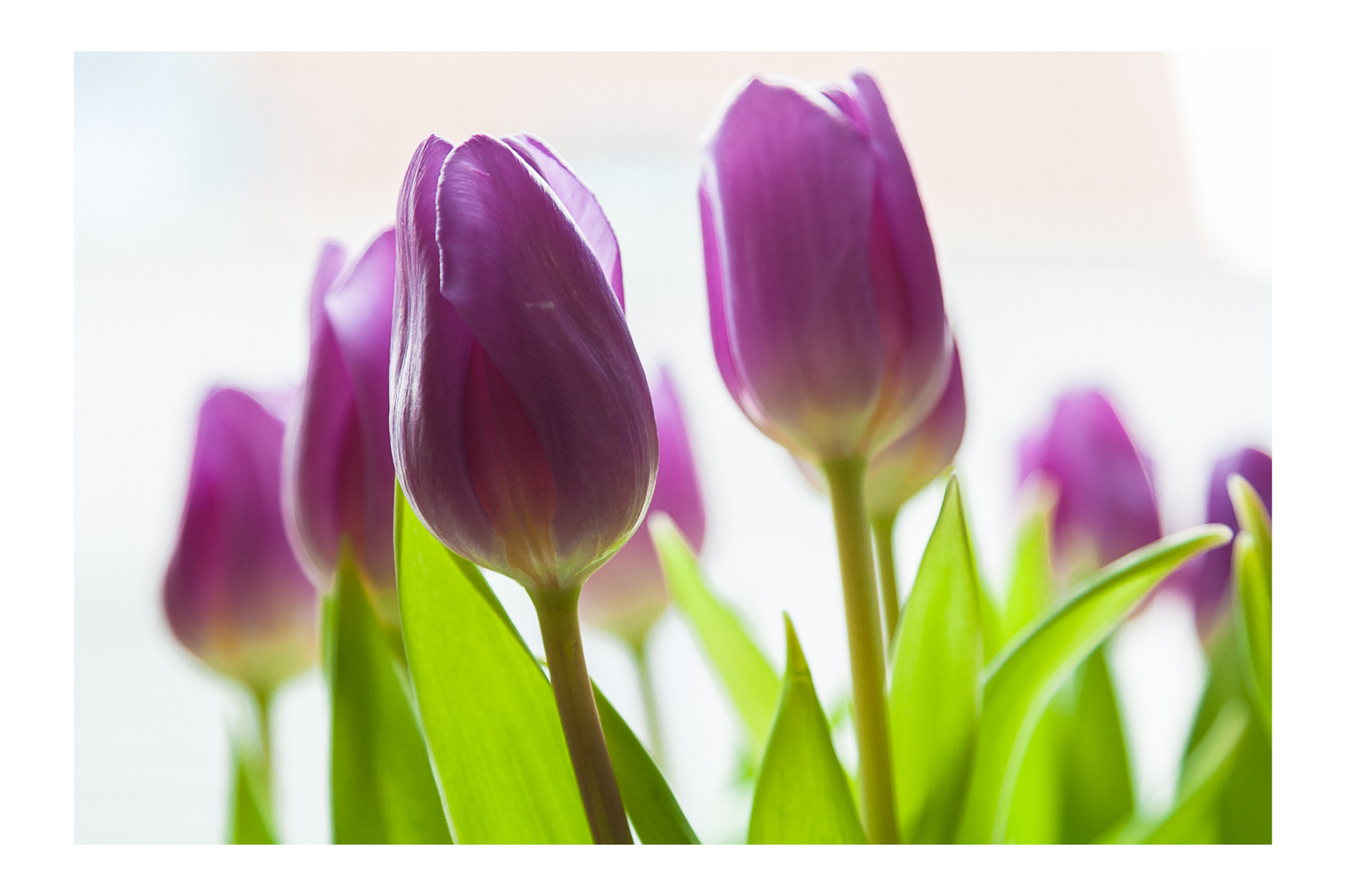 Tulpen in der Januarsonne