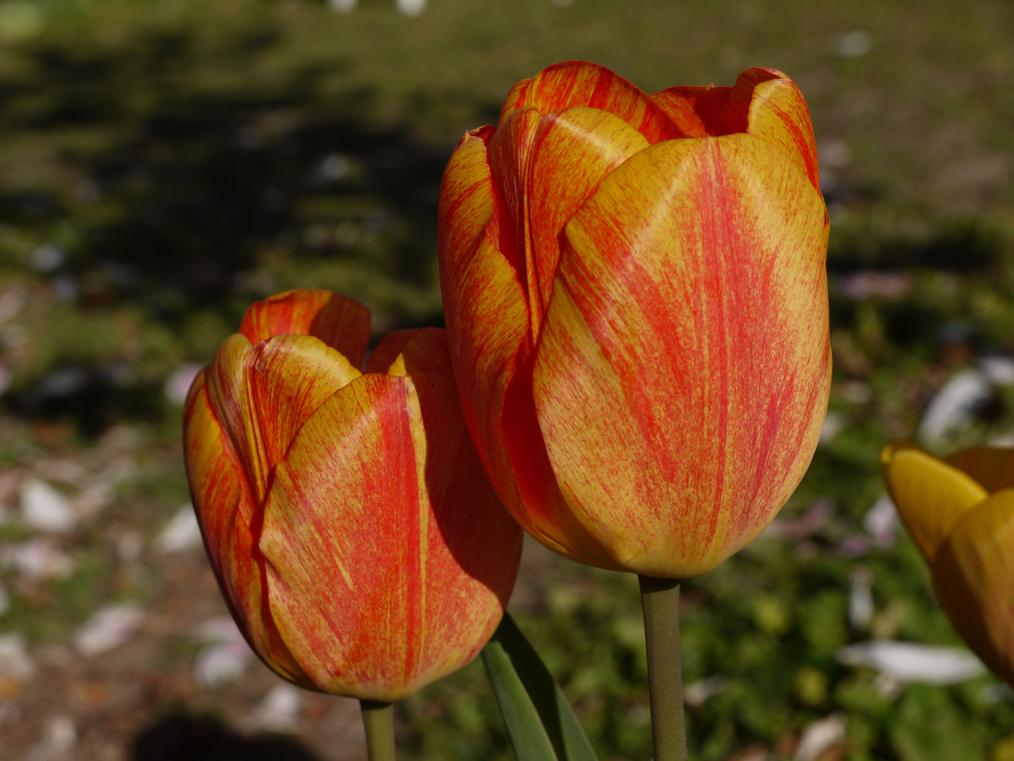 Tulpen in der Sonne