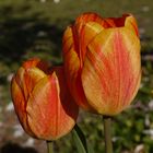 Tulpen in der Sonne