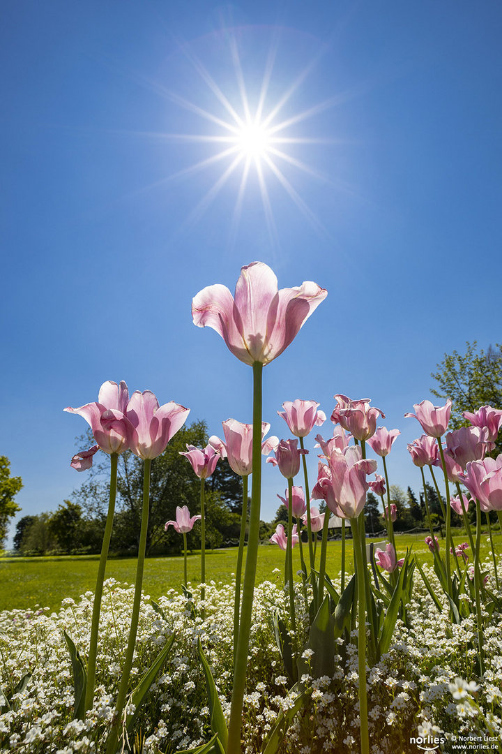 Tulpen in der Sonne