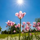 Tulpen in der Sonne