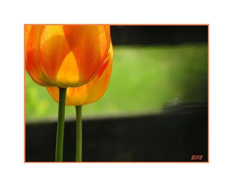 Tulpen in der Sonne