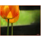 Tulpen in der Sonne