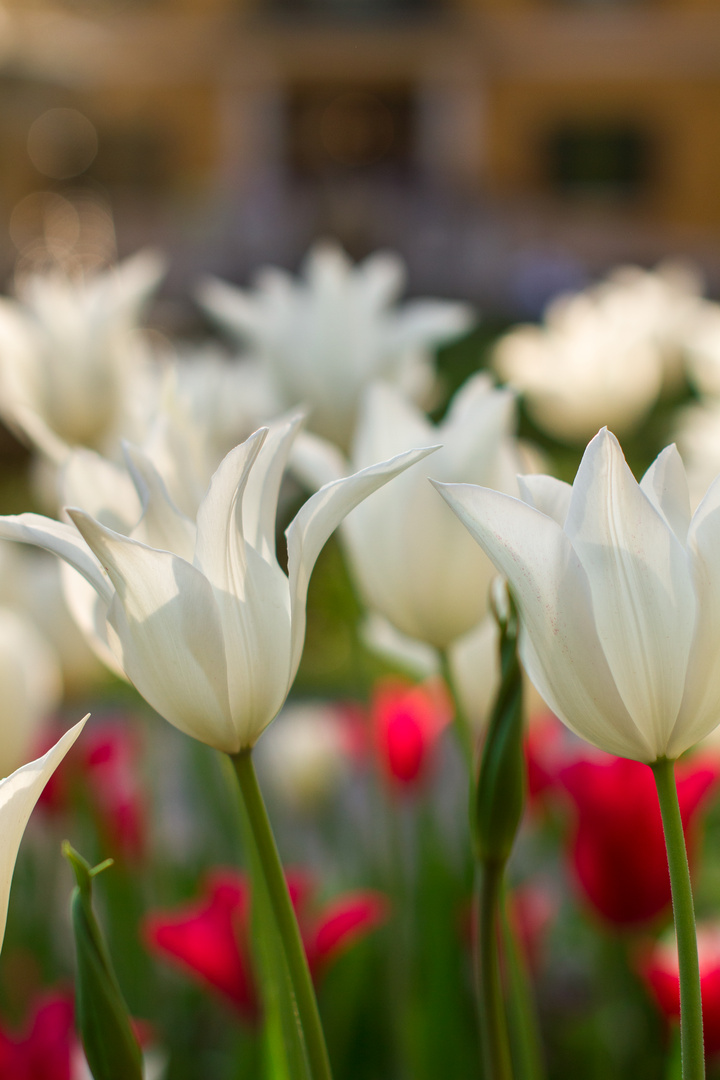 Tulpen in der Stadt 2