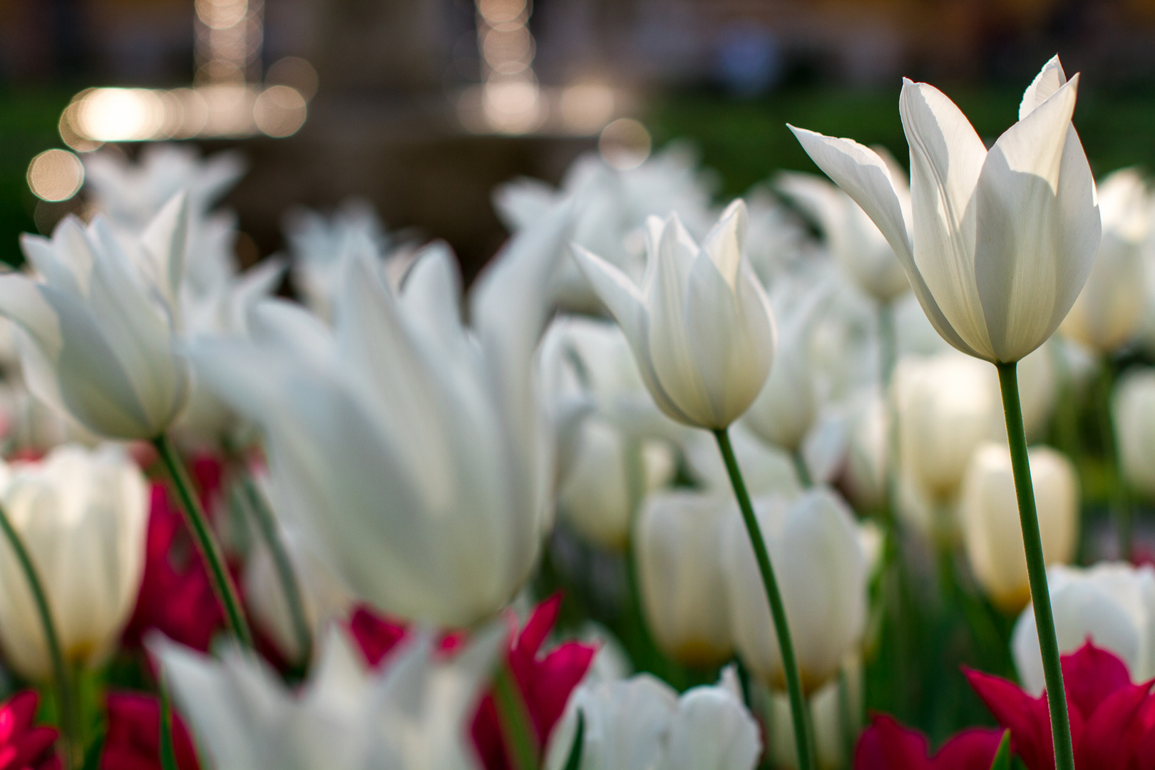 Tulpen in der Stadt 3