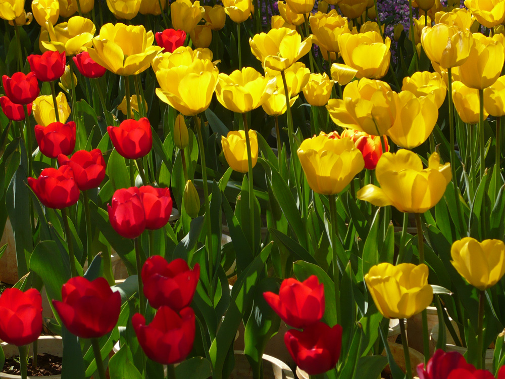 Tulpen in der Stadt des ewigen Frühlings