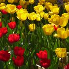 Tulpen in der Stadt des ewigen Frühlings