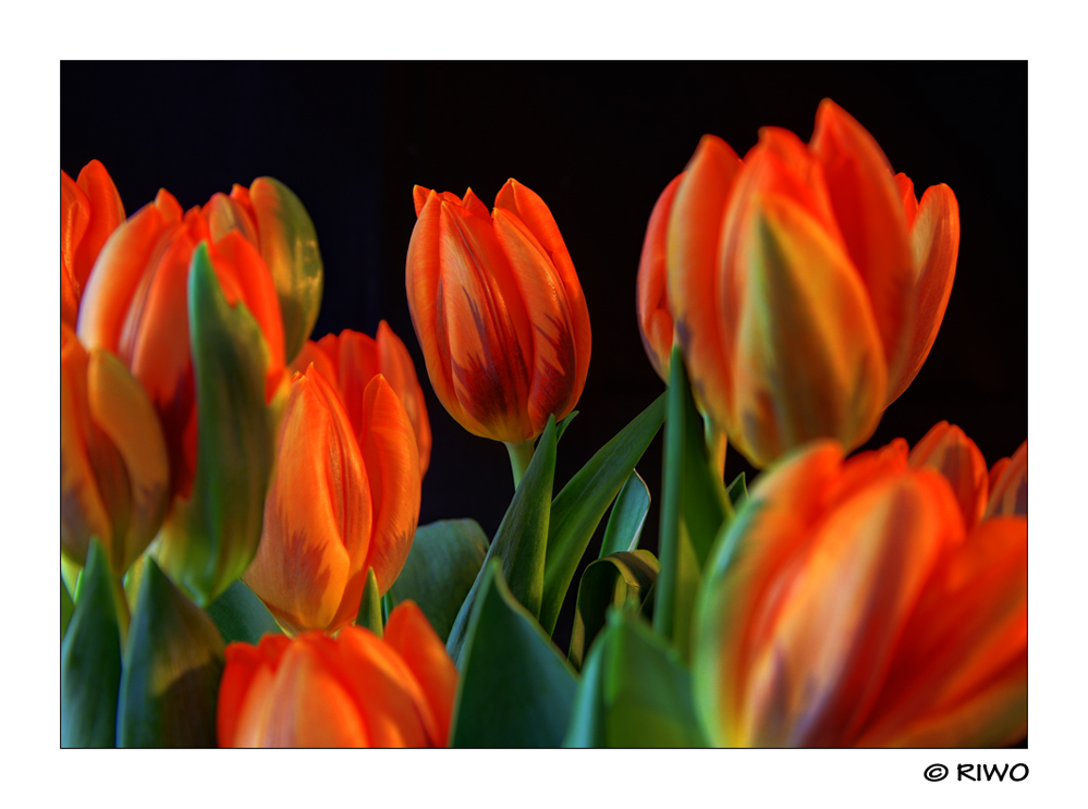 Tulpen in der Vase...