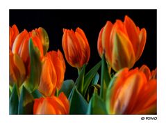 Tulpen in der Vase...