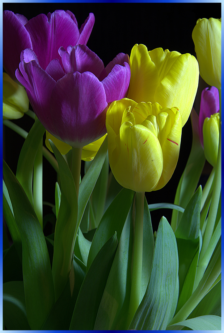 Tulpen in der Vase 1