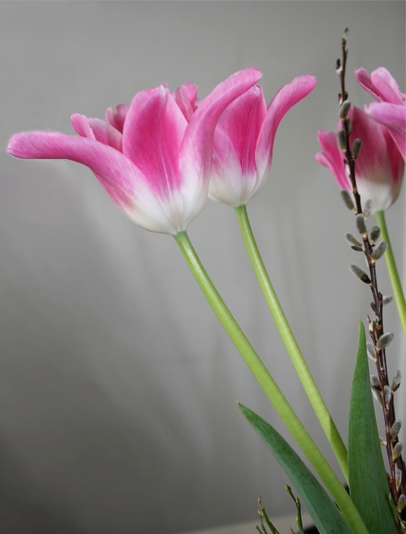 Tulpen ....in der Vase