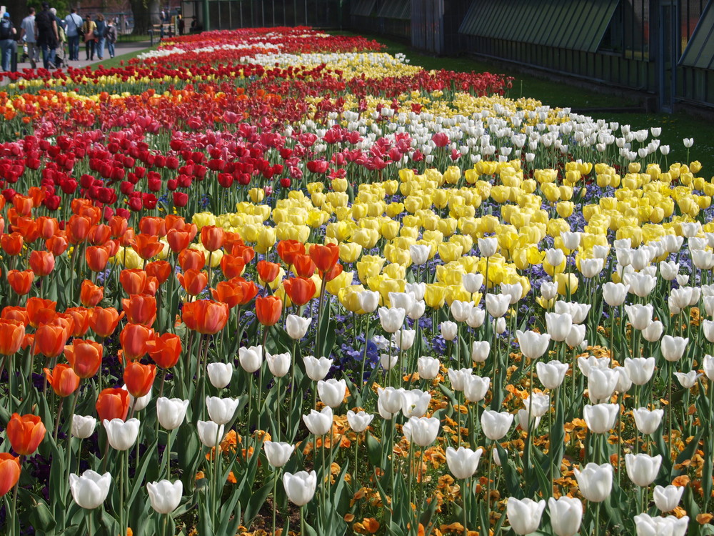 Tulpen in der Wilhelma