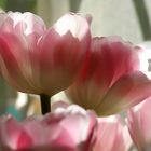 Tulpen in einem anderen Licht