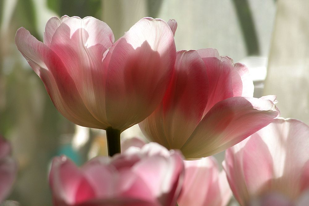 Tulpen in einem anderen Licht