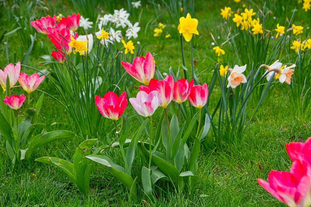 Tulpen in einer Frühlingswiese Foto & Bild pflanzen, pilze & flechten