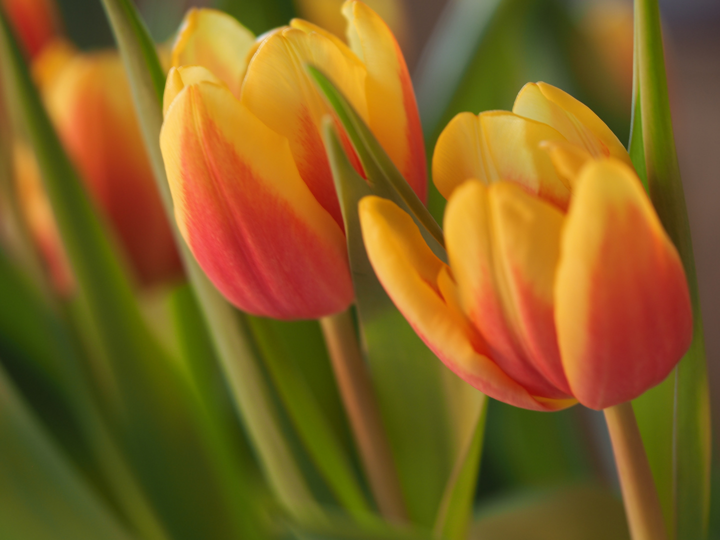 Tulpen in einer Vase