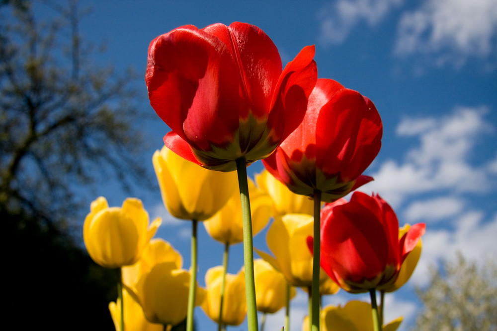 Tulpen in Eltern's Garten