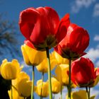 Tulpen in Eltern's Garten