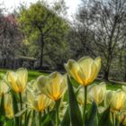 Tulpen in Essen