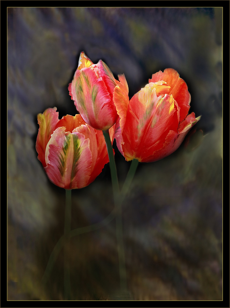  Tulpen in Flammen  