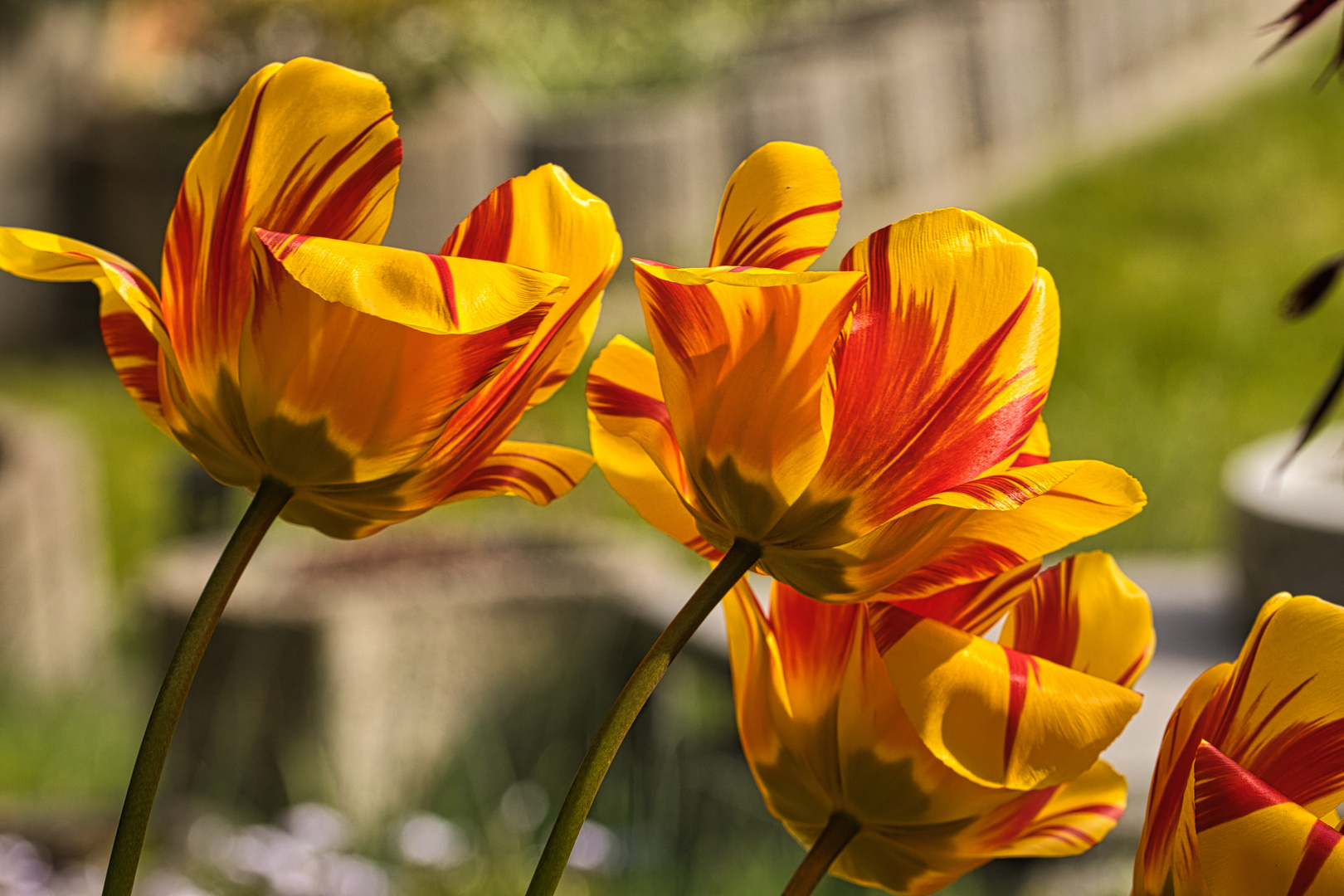 Tulpen in Flammen ...