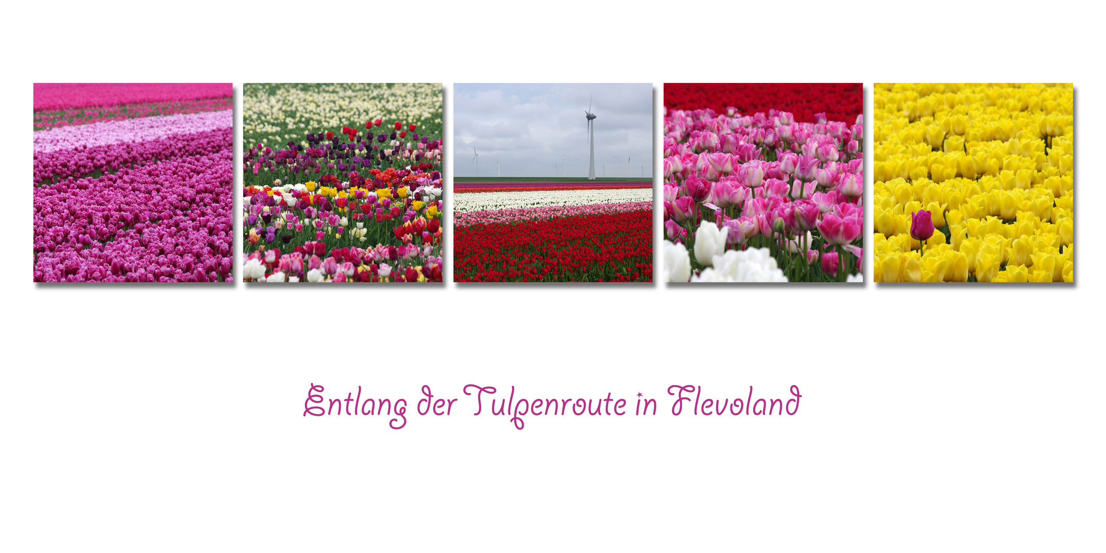 Tulpen-in-Flevoland