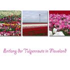 Tulpen-in-Flevoland