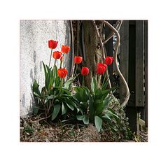 Tulpen in fremdem Garten