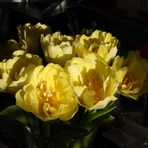 Tulpen in Gelb