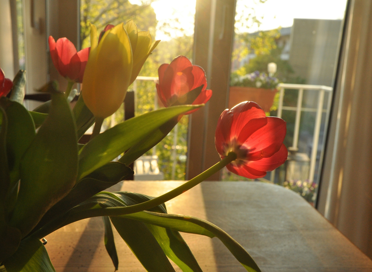 Tulpen in gleisendem Licht