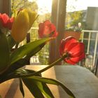 Tulpen in gleisendem Licht