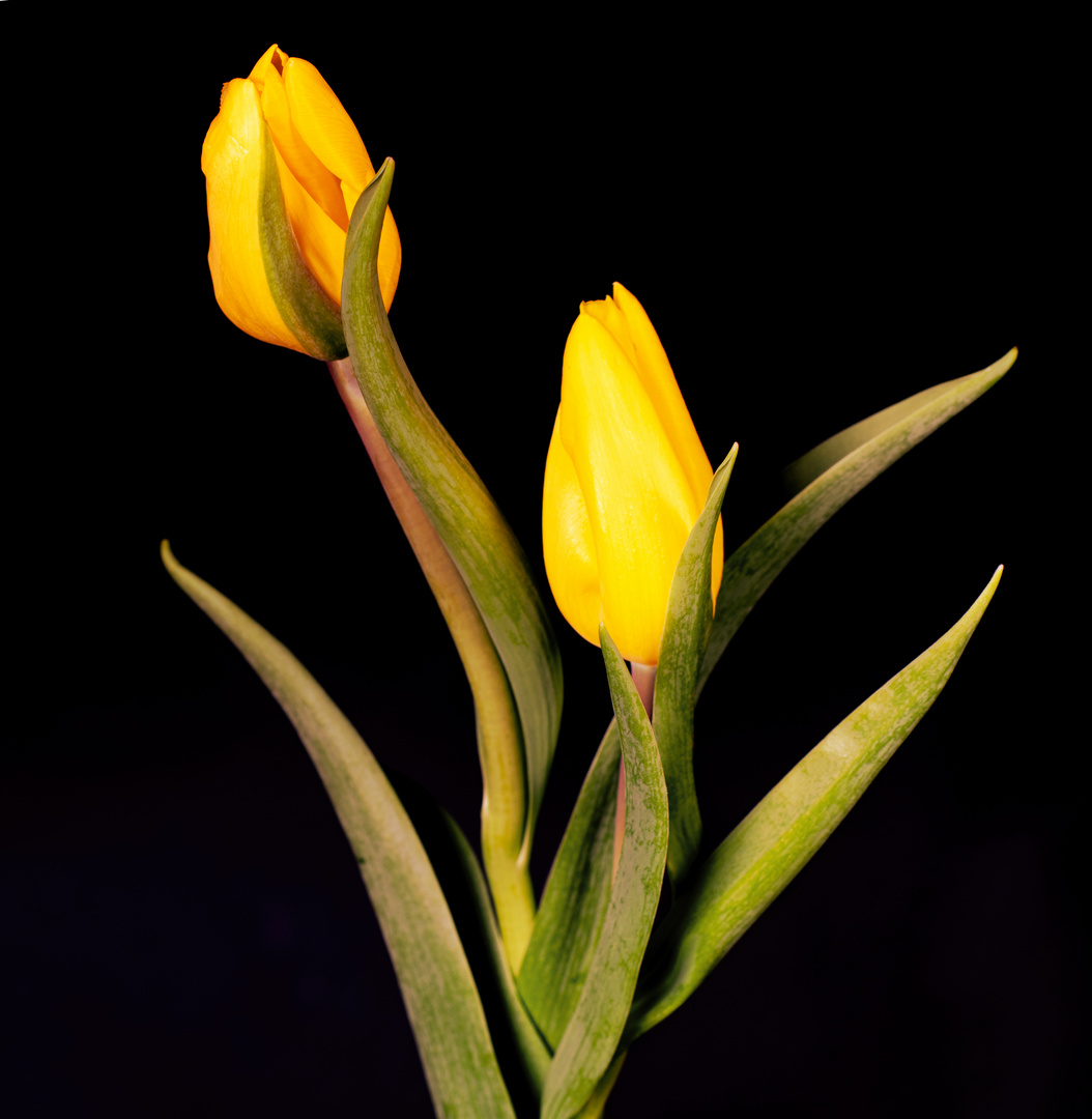 Tulpen in goldenem Gelb (ANN_2354)