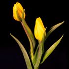 Tulpen in goldenem Gelb (ANN_2354)