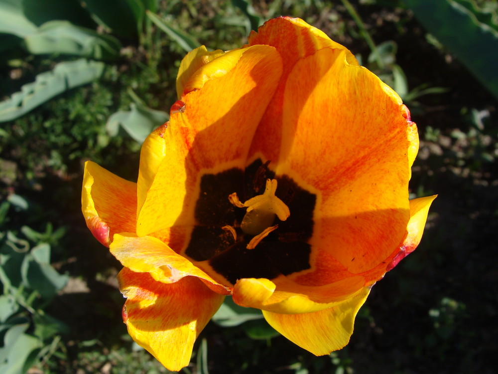 Tulpen in Grengiols