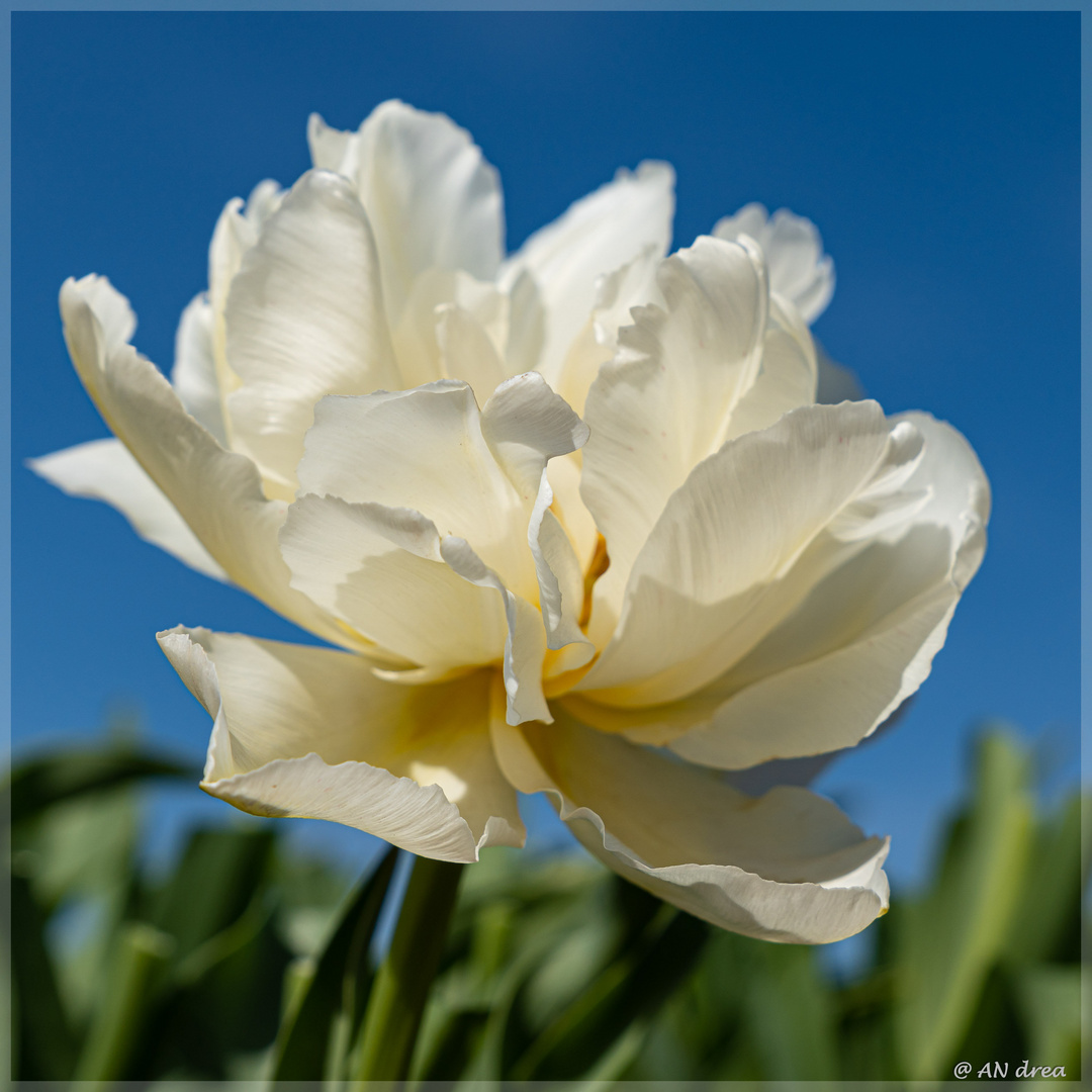 Tulpen in Grevenborich Tulpenhof Francken