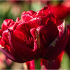 Tulpen in Grevenborich Tulpenhof Francken