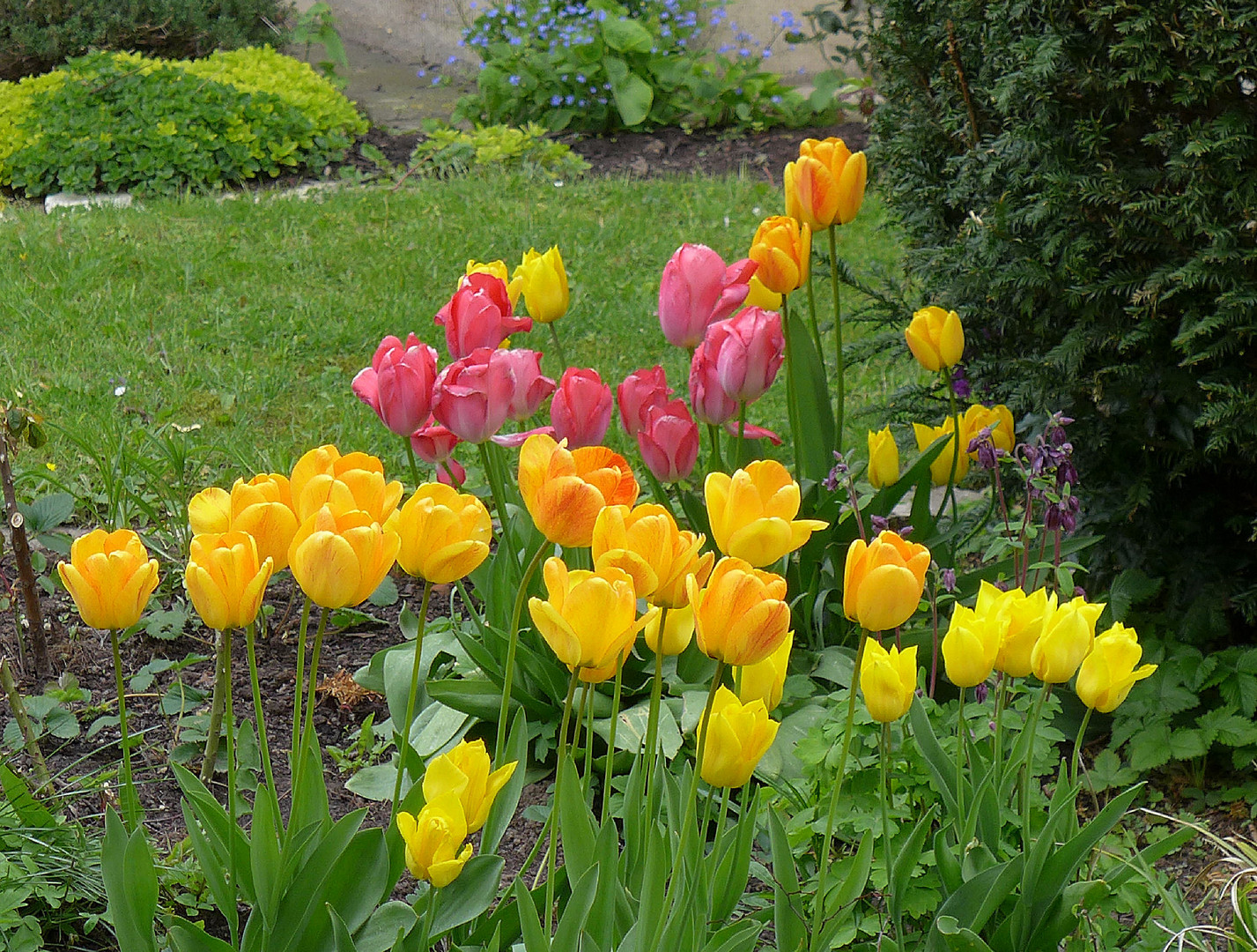 Tulpen in Hameln