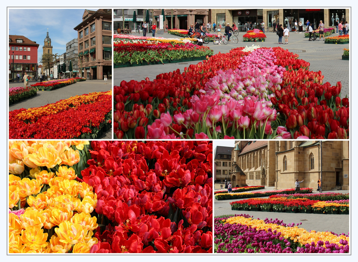 Tulpen in Heilbronn