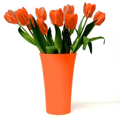 Tulpen in Holländische Nationalfarbe Orange.