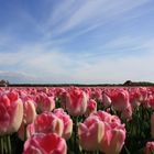 Tulpen in Holland