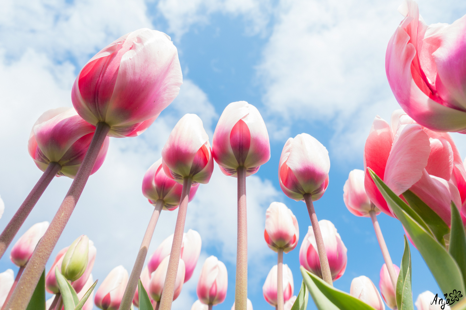 Tulpen in Holland