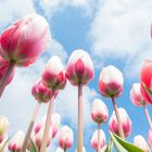 Tulpen in Holland