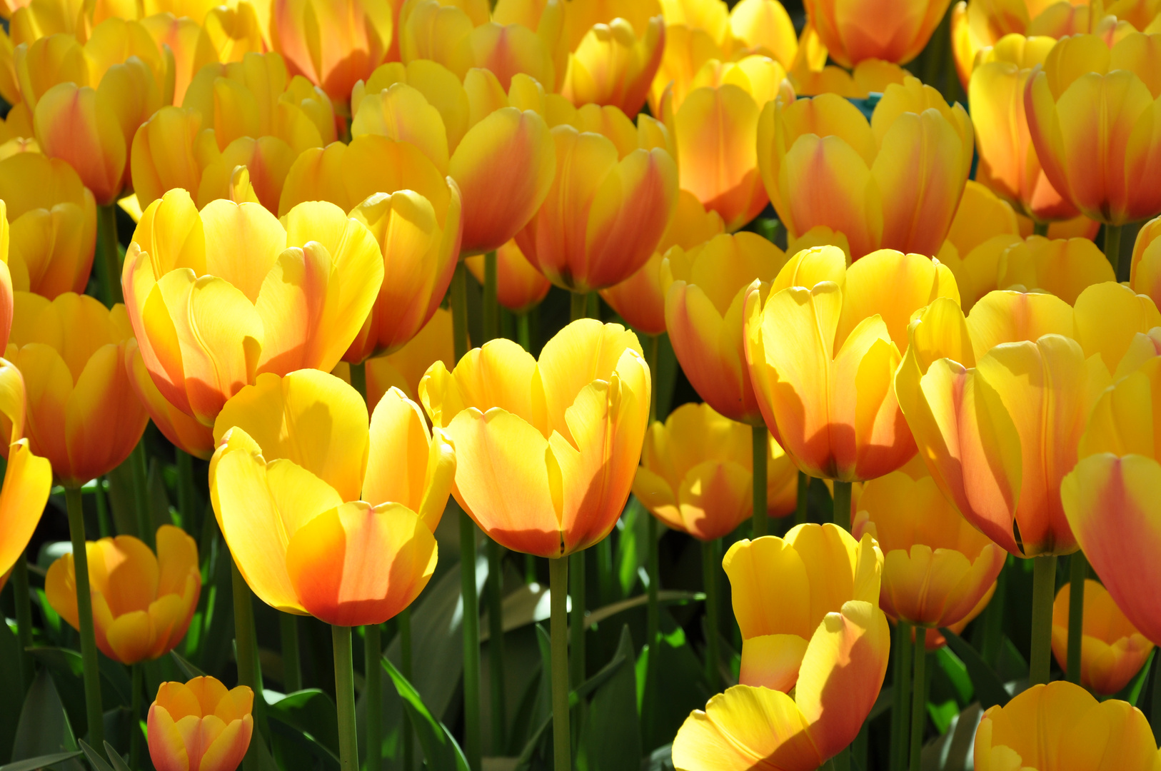 Tulpen in Keukenhof(Holland)