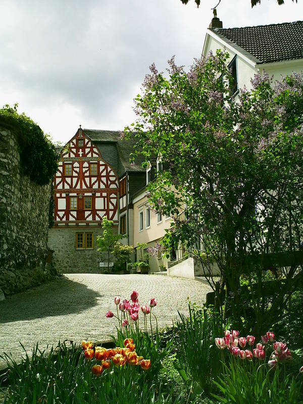 Tulpen in Limburg
